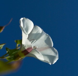 witte bloem