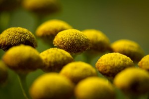 Gele bloempjes
