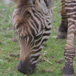 Zebra veulentje eet gras