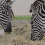 Zebra's eten hooi