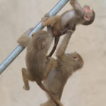 3 jonge bavianen