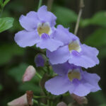 Orchideeen