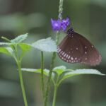 Vlinder op paarse bloem