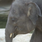 Olifant