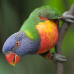 Regenboogparkiet