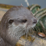 Otter in het water