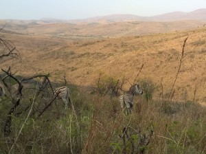 Zebra