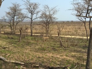 Cheeta in de bush