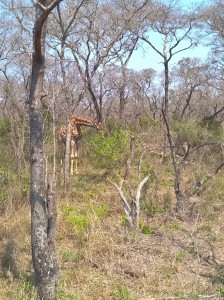 giraffe(1)