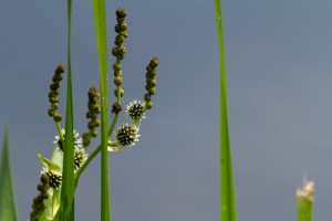 Planten